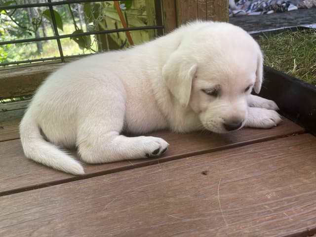 Labrador Retriever Puppies media 30