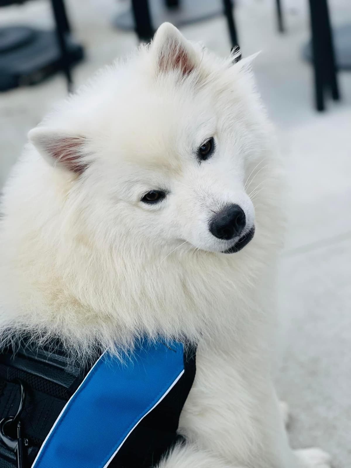 American Eskimo Dog Puppies breeder image 7