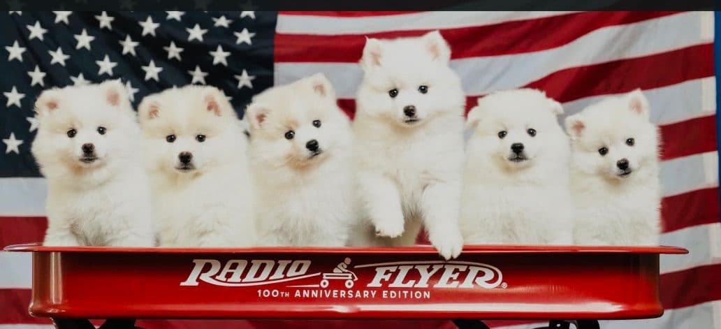 American Eskimo Dog Puppies breeder image 2