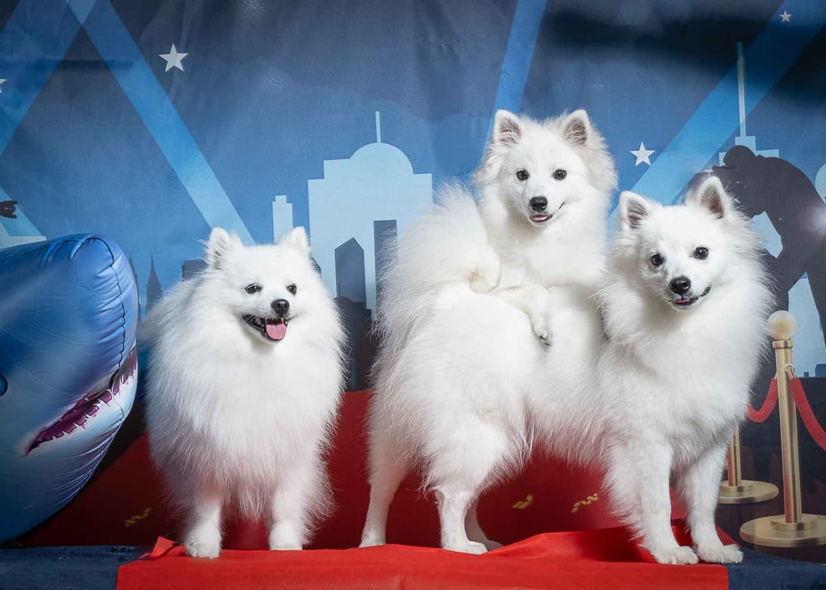 American Eskimo Dog Puppies breeder image 3