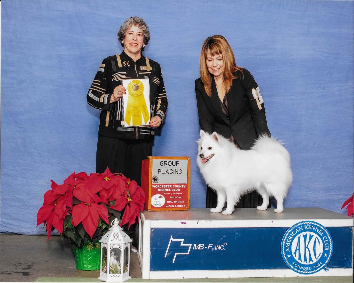 American Eskimo Dog Puppies breeder image 14
