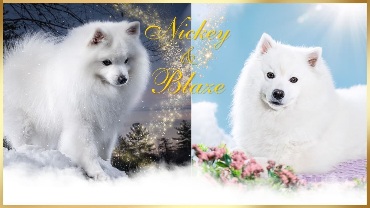 American Eskimo Dog Puppies breeder image 1