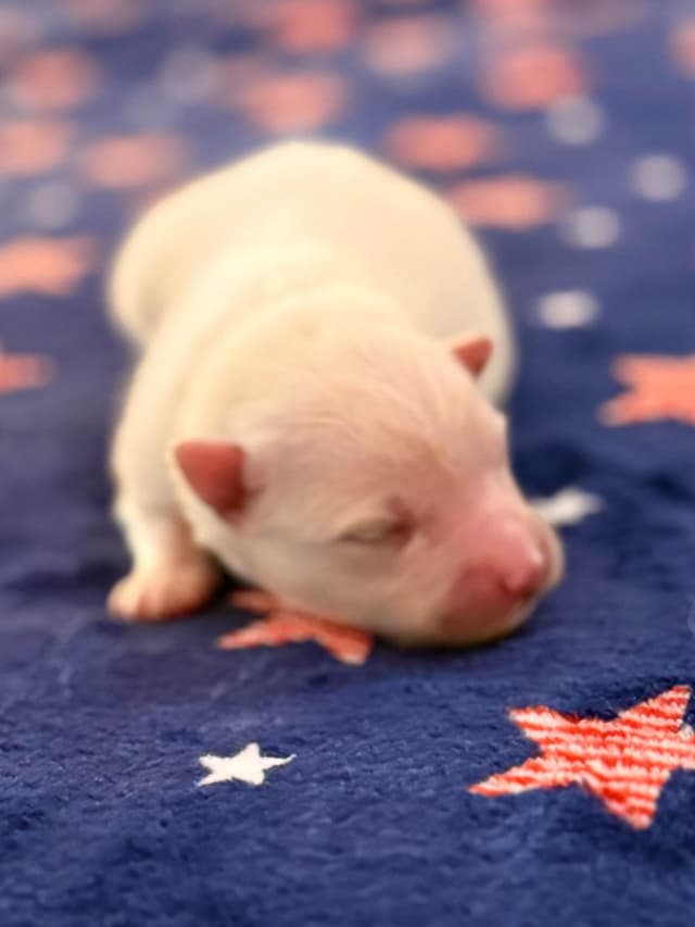 American Eskimo Dog Puppies media 5