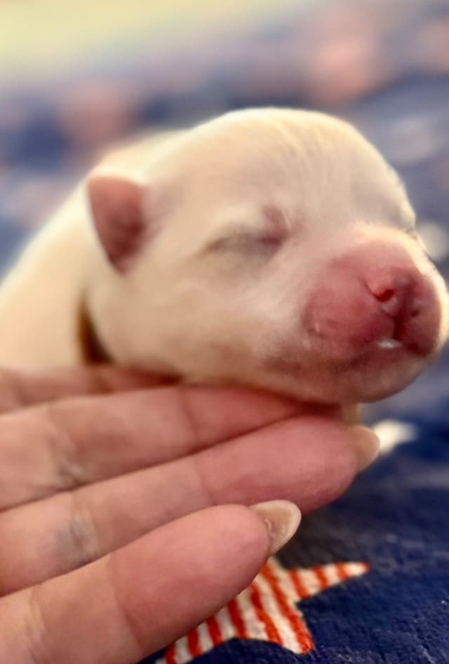 American Eskimo Dog Puppies media 6