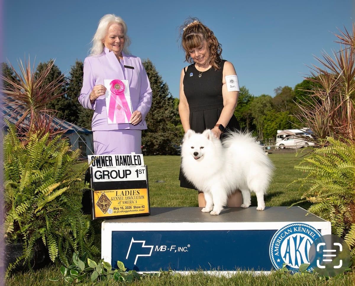 American Eskimo Dog Puppies breeder image 16