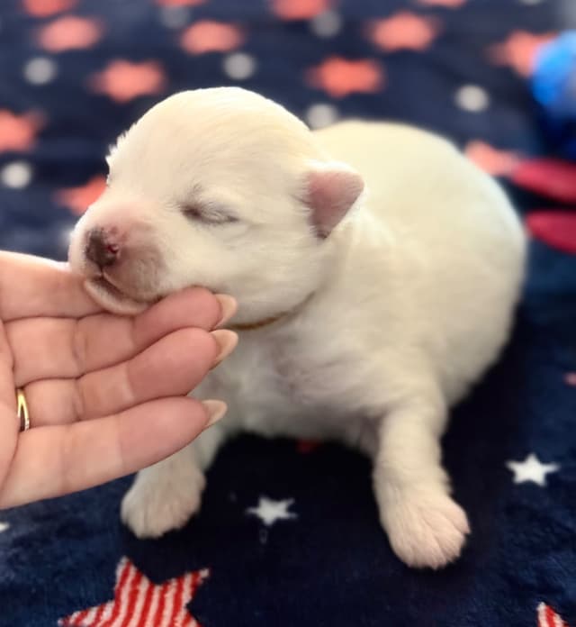 American Eskimo Dog Puppies media 4