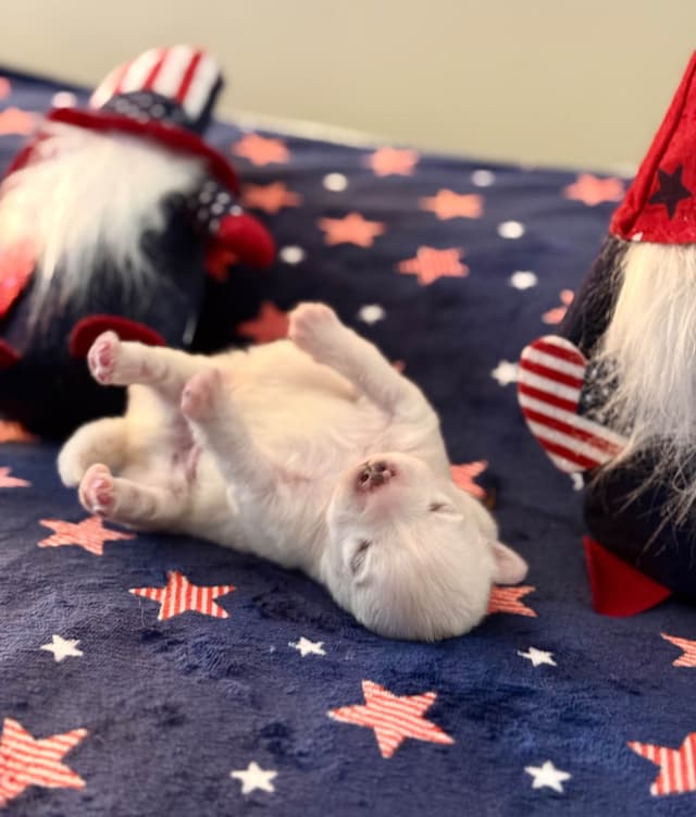 American Eskimo Dog Puppies media 3