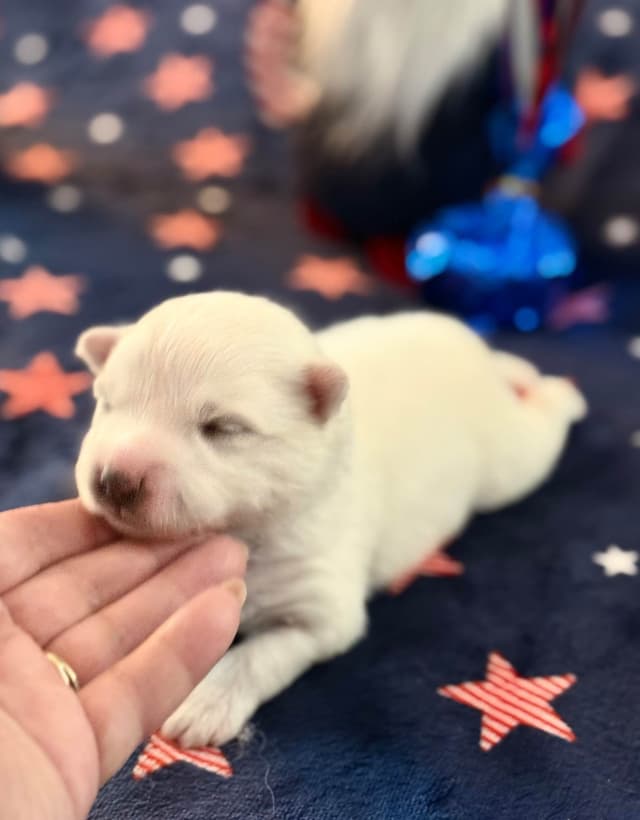 American Eskimo Dog Puppies media 7
