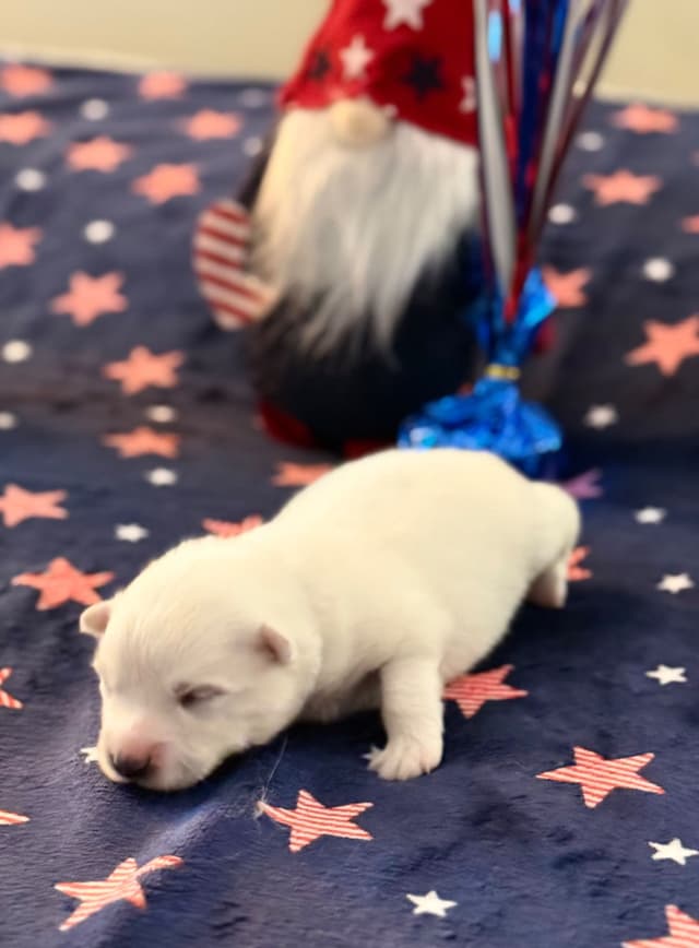 American Eskimo Dog Puppies media 10