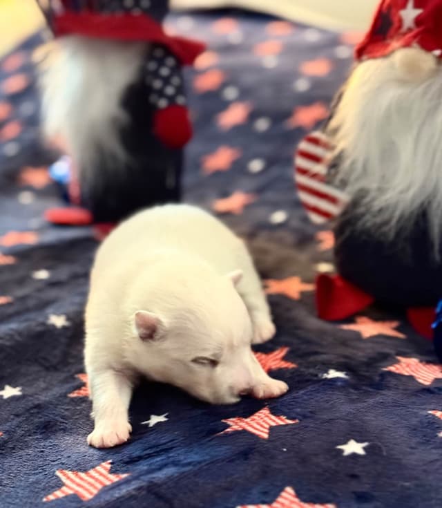American Eskimo Dog Puppies media 8