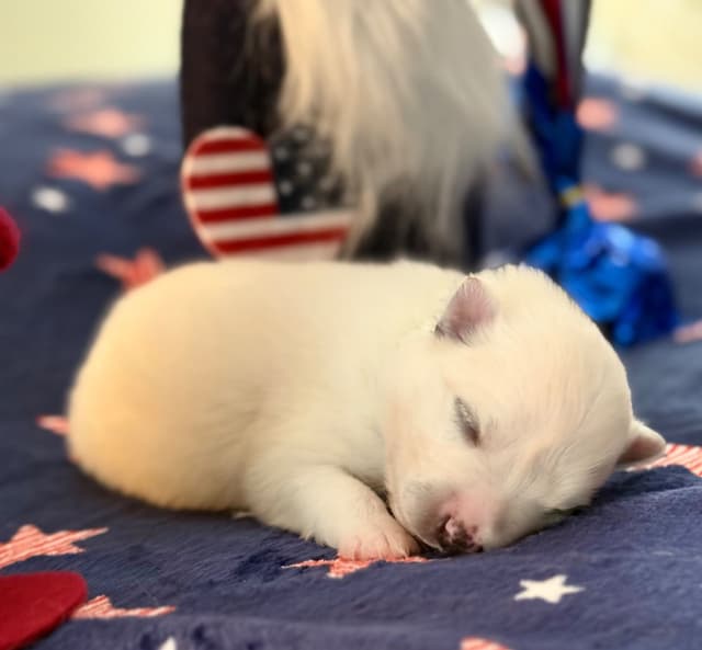 American Eskimo Dog Puppies media 12