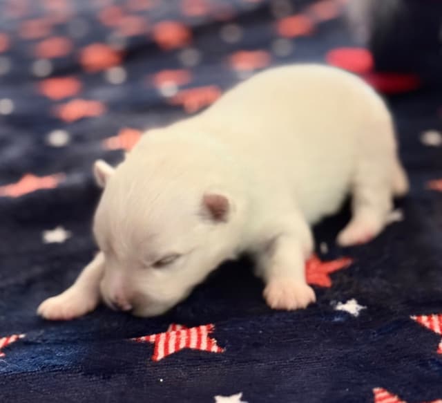 American Eskimo Dog Puppies media 11