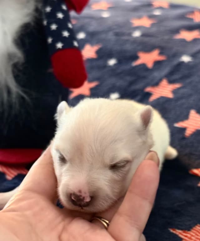 American Eskimo Dog Puppies media 13