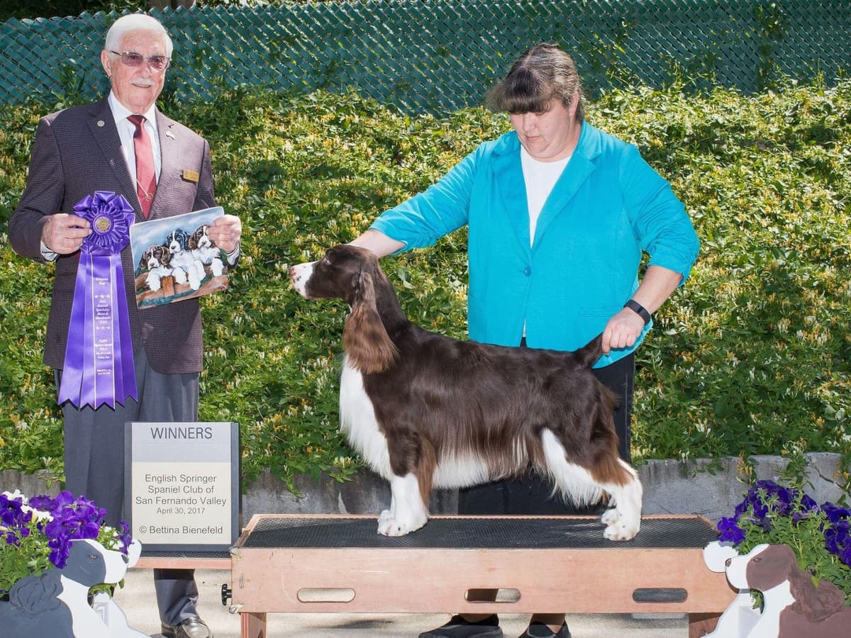 English Springer Spaniel Puppies breeder image 9