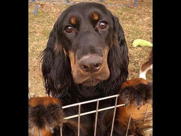 English Springer Spaniel Puppies breeder image 7