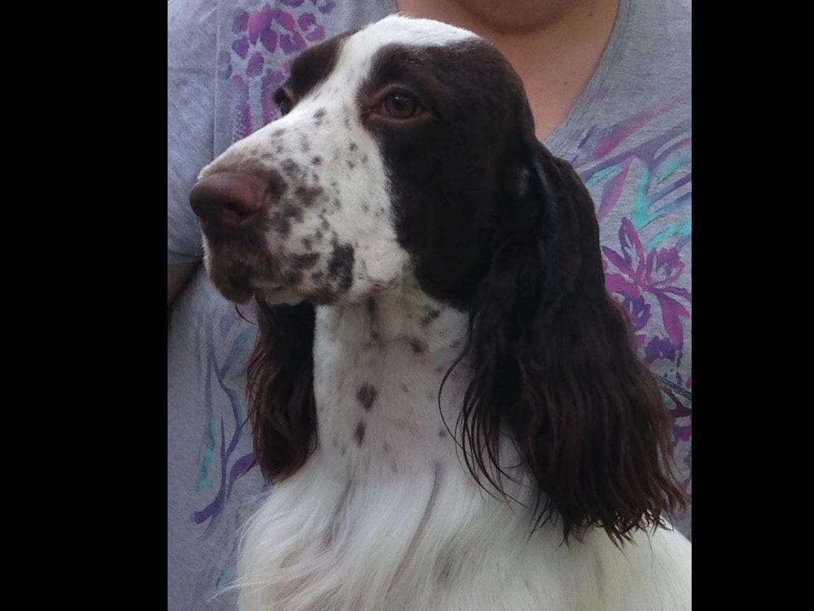 English Springer Spaniel Puppies breeder image 5