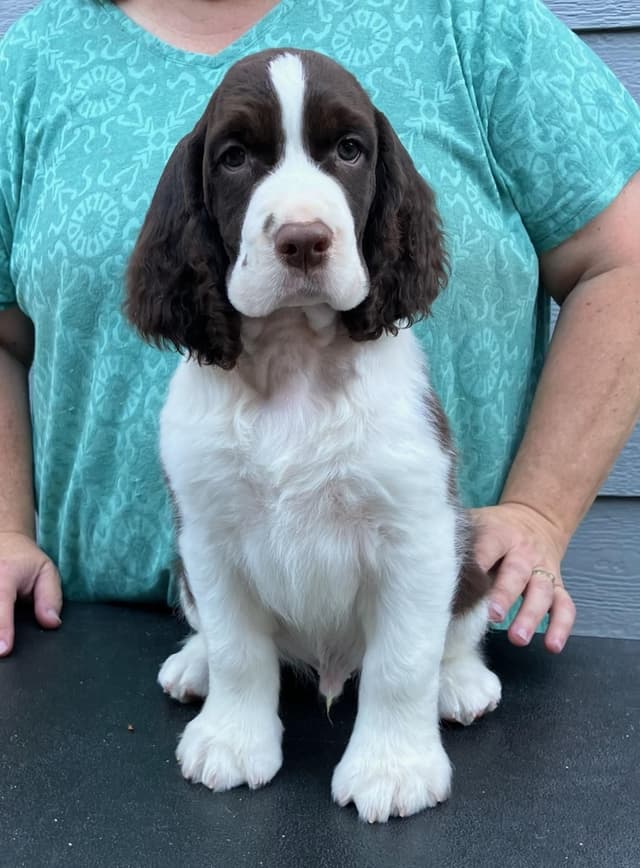 English Springer Spaniel Puppies media 2