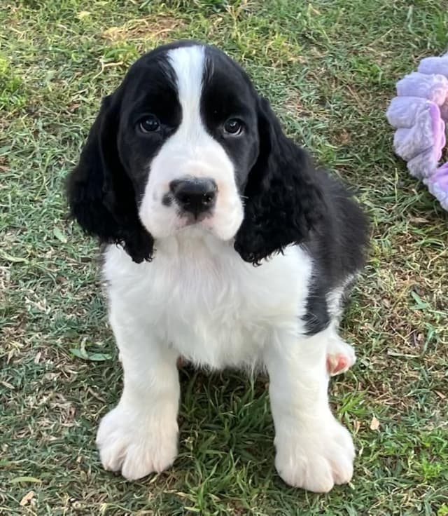 English Springer Spaniel Puppies media 5
