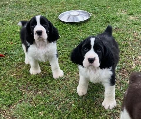 English Springer Spaniel Puppies media 7