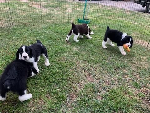 English Springer Spaniel Puppies media 8