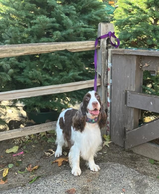 English Springer Spaniel Puppies media 10
