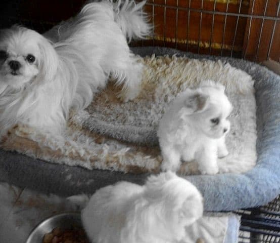 RITYZY'S CHS SIRED  PUPPIES  FOR SALE media 2