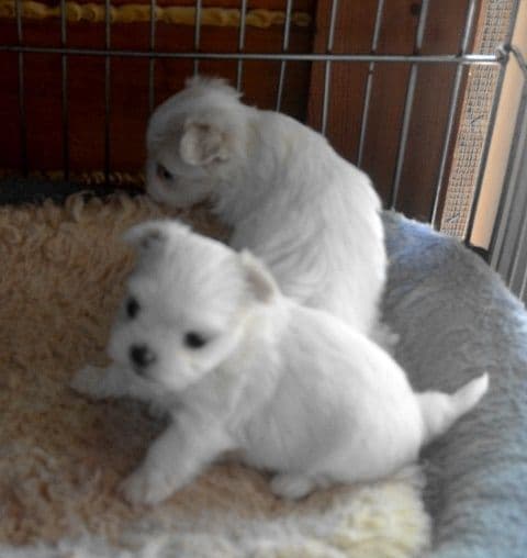RITYZY'S CHS SIRED  PUPPIES  FOR SALE media 3