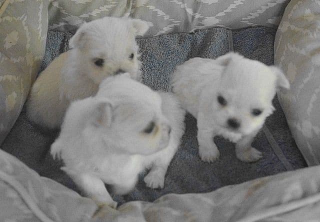 DAM-  CHS SIRED RITZYS MALTESE BABES CINDERELLA media 4