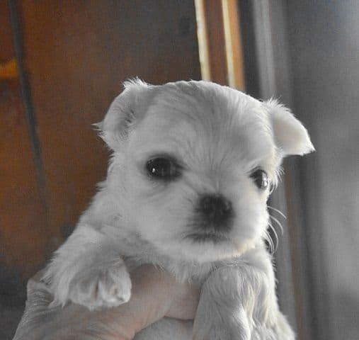 DAM-  CHS SIRED RITZYS MALTESE BABES CINDERELLA media 5