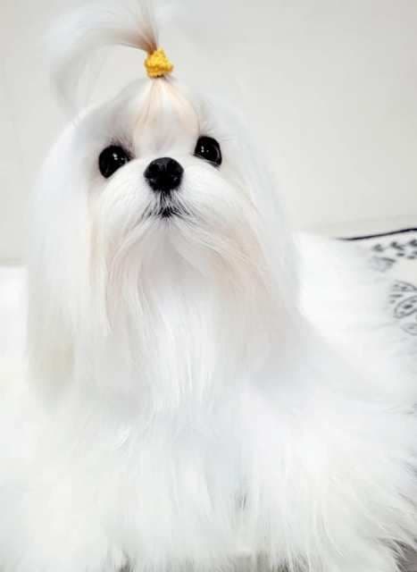 RITYZY'S CHS SIRED PUPPIES FOR SALE breeder image 2