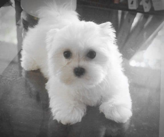 RITYZY'S CHS SIRED PUPPIES FOR SALE breeder image 3