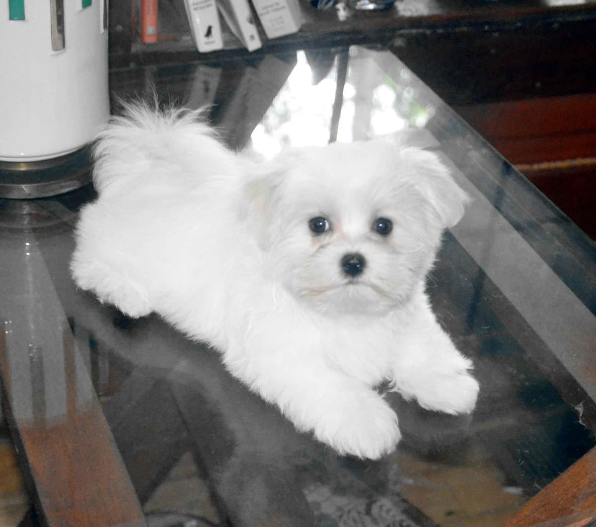 RITYZY'S CHS SIRED PUPPIES FOR SALE breeder image 5
