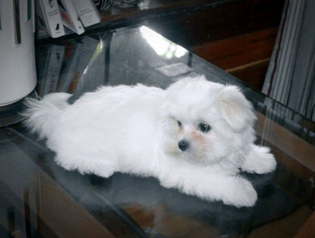 RITYZY'S CHS SIRED PUPPIES FOR SALE breeder image 6