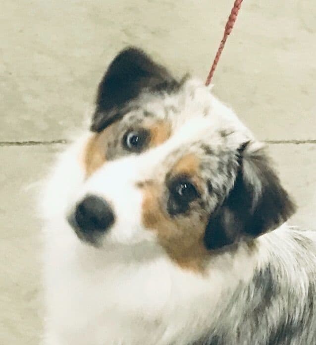 Miniature American Shepherd Puppies breeder image 3