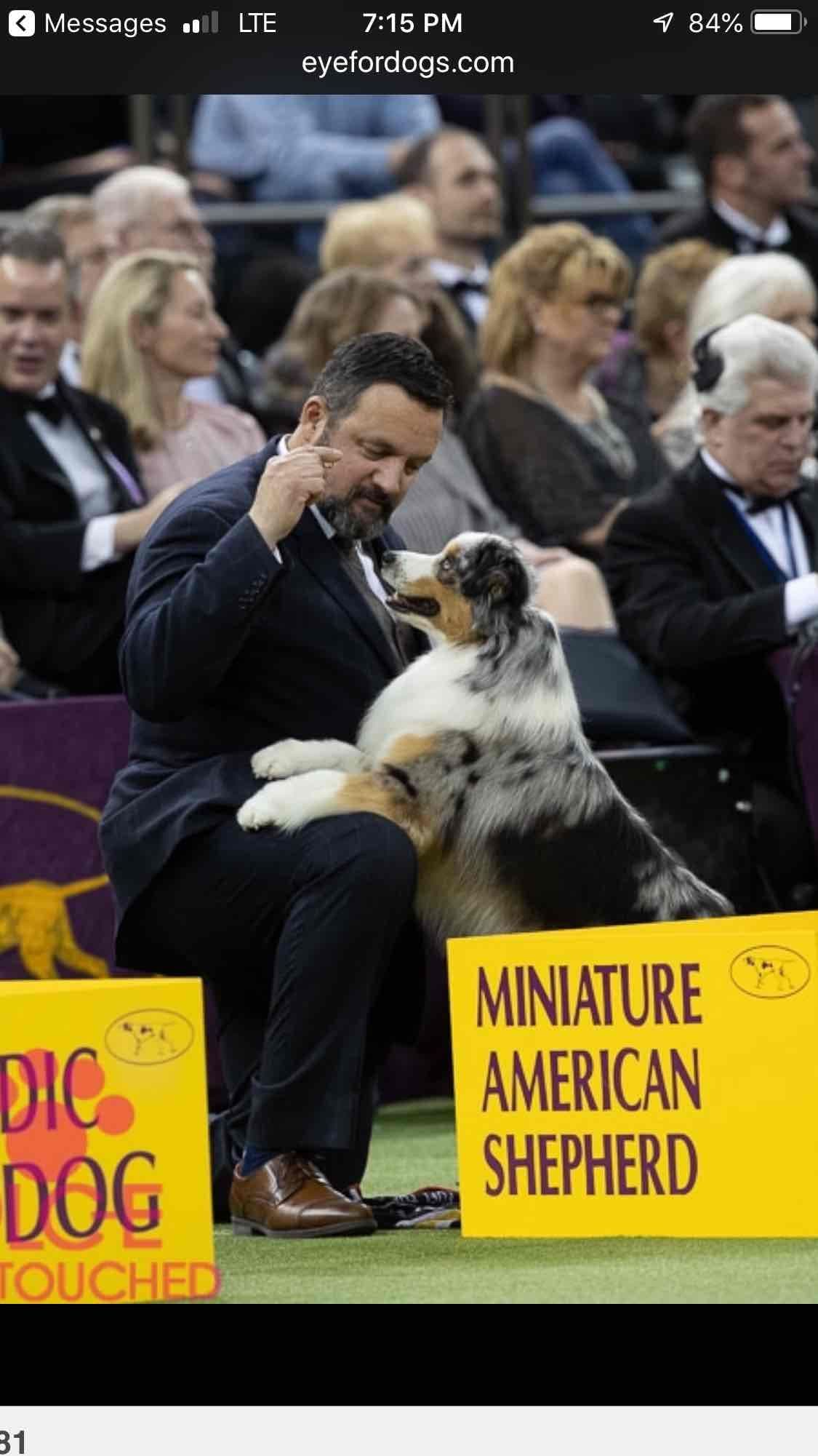 Miniature American Shepherd Puppies breeder image 4