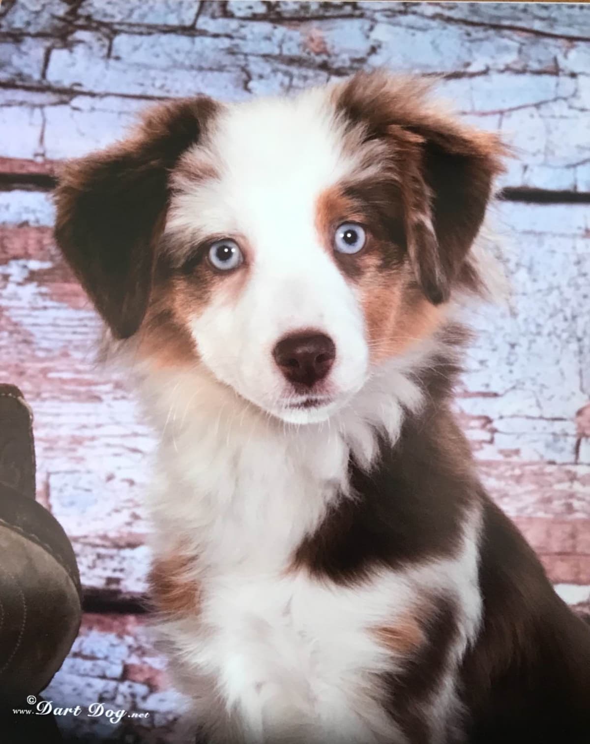 Miniature American Shepherd Puppies breeder image 6