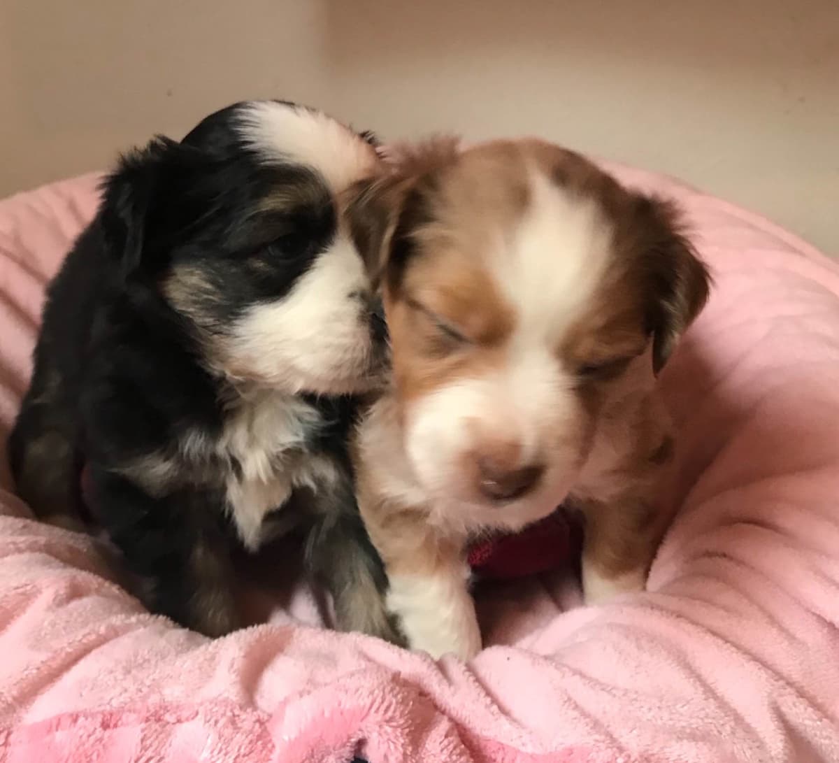 Miniature American Shepherd Puppies breeder image 7