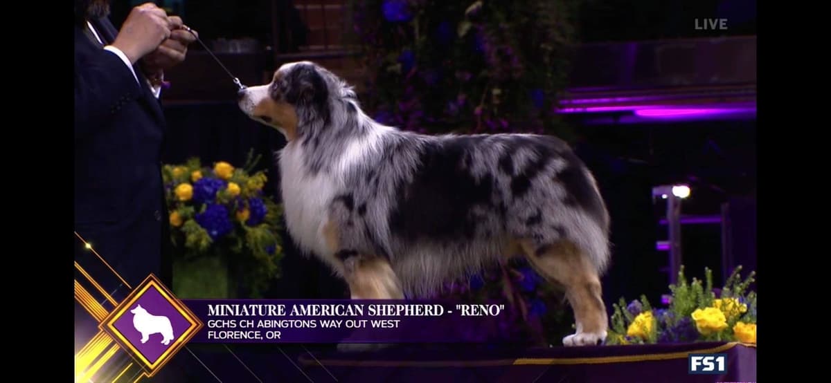 Miniature American Shepherd Puppies breeder image 8