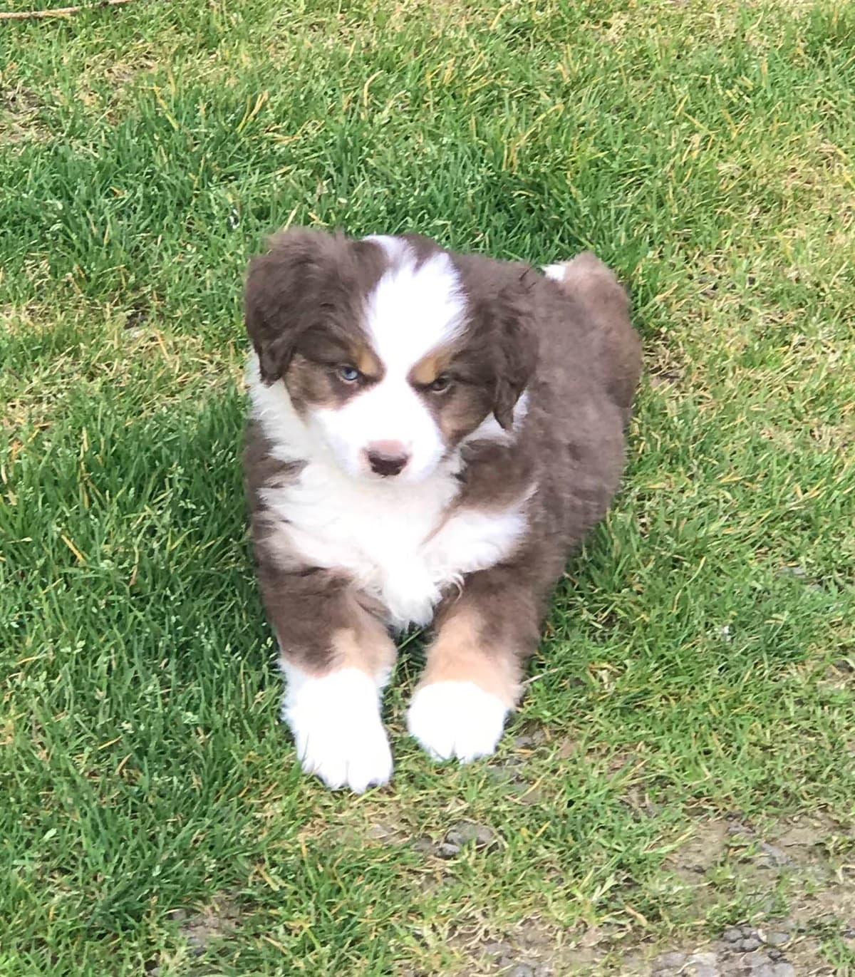 Miniature American Shepherd Puppies breeder image 10