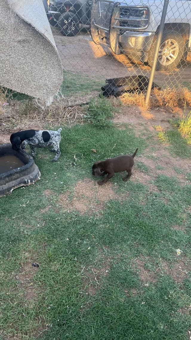 German Shorthaired Pointer Puppies media 2