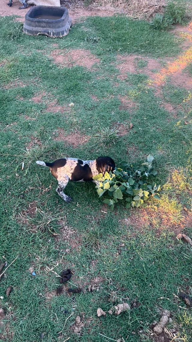 German Shorthaired Pointer Puppies media 5