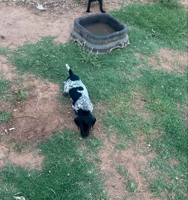 German Shorthaired Pointer Puppies media 4