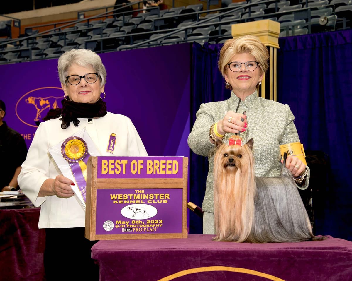 Yorkshire Terrier Puppies breeder image 3
