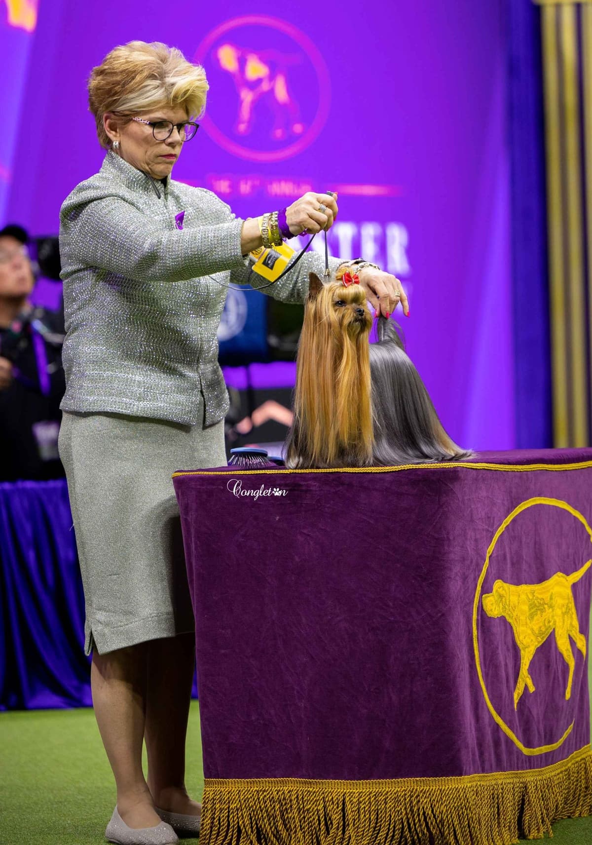 Yorkshire Terrier Puppies breeder image 2