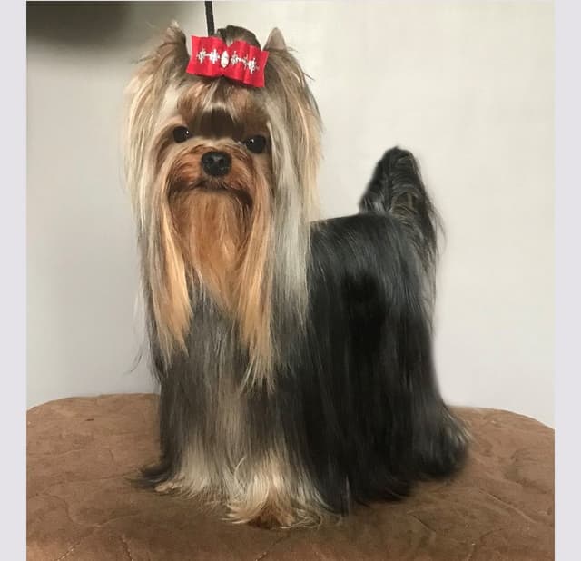 Yorkshire Terrier Puppies media 3