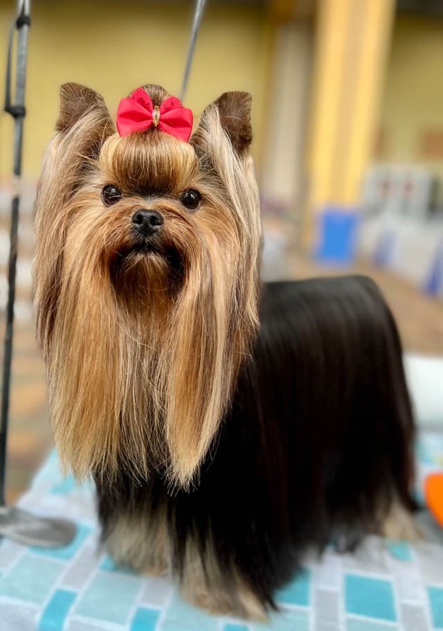 Yorkshire Terrier Puppies media 4