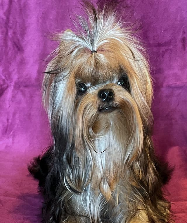 Yorkshire Terrier Puppies media 2