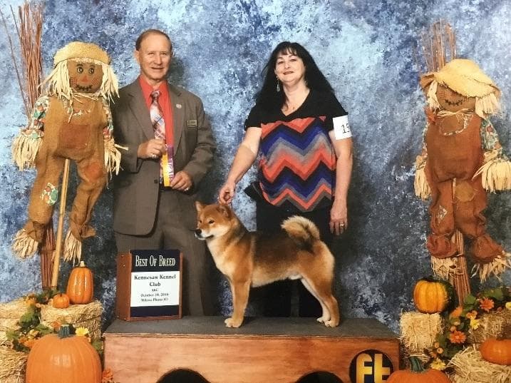 Shiba Inu Puppies breeder image 2