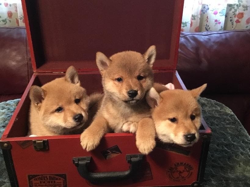 Shiba Inu Puppies breeder image 9