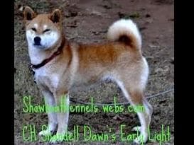 Shiba Inu Puppies breeder image 8